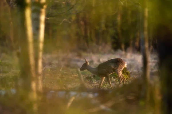 Jonge Reeën Zoek Naar Voedsel Het Bos Het Gouden Uur — Stockfoto