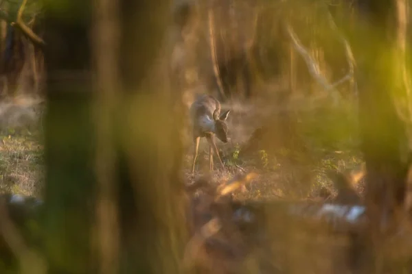 Junge Rehe Auf Nahrungssuche Wald Der Goldenen Stunde — Stockfoto