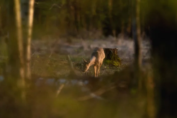 Νεαρό Ελάφι Ψάχνει Για Τροφή Στο Δάσος Στη Χρυσή Ώρα — Φωτογραφία Αρχείου