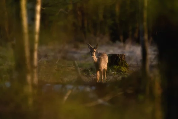 Altın Saat Boyunca Ormanda Güneş Işığında Genç Bir Karacayı Uyarın — Stok fotoğraf