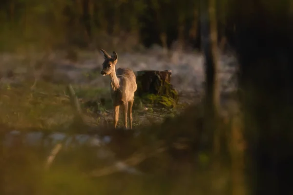 Altın Saat Boyunca Ormanda Güneş Işığında Genç Bir Karacayı Uyarın — Stok fotoğraf