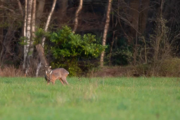 Grazing Jovem Roebuck Uma Lebre Prado Floresta — Fotografia de Stock