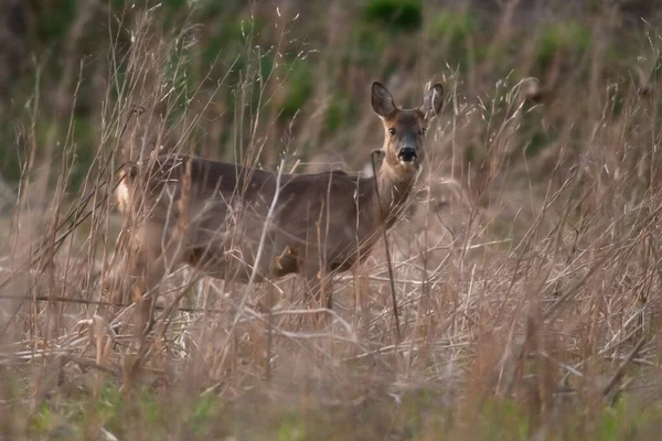 Alerte Chevreuil Biche Entre Hautes Herbes Sèches Crépuscule — Photo