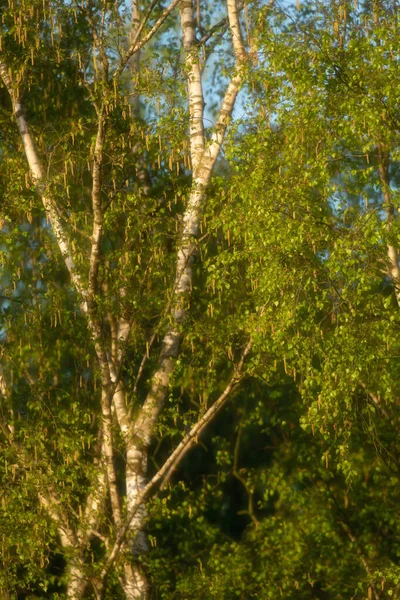 Fresh Leaves Birch Trees Early Spring — Stock Photo, Image