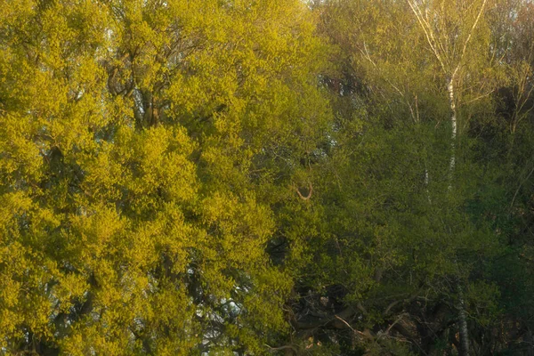 Färska Lövverk Träd Tidigt Våren — Stockfoto