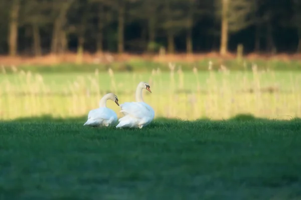 Dos Cisnes Mudos Soleado Campo Amanecer — Foto de Stock