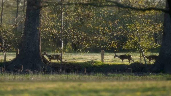 早春的时候 三只麋鹿在树后的草地上散步 — 图库照片