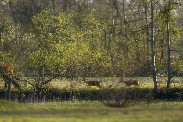 Dois Veados Correndo Atrás Árvores Prado Durante Início Primavera — Fotografia de Stock