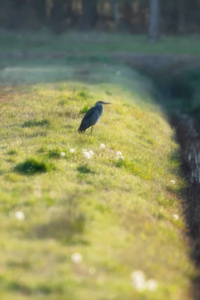 Grey Heron Sunlight Edge Ditch Dawn — Stock Photo, Image