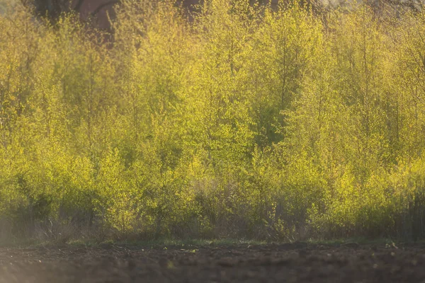 Fresh Leaves Young Trees Sunlight Early Spring — Stock Photo, Image