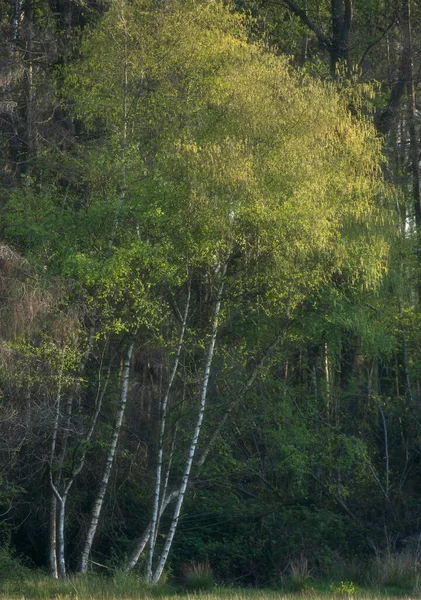 春光下有新鲜叶子的桦树 — 图库照片
