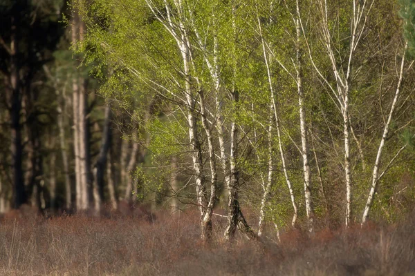 Berkenbomen Met Verse Bladeren Heidelandschap Het Voorjaar — Stockfoto