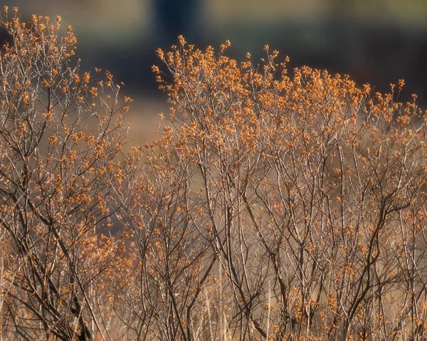 Borstels Met Bruin Gekleurde Bladeren Ochtend Zonlicht — Stockfoto