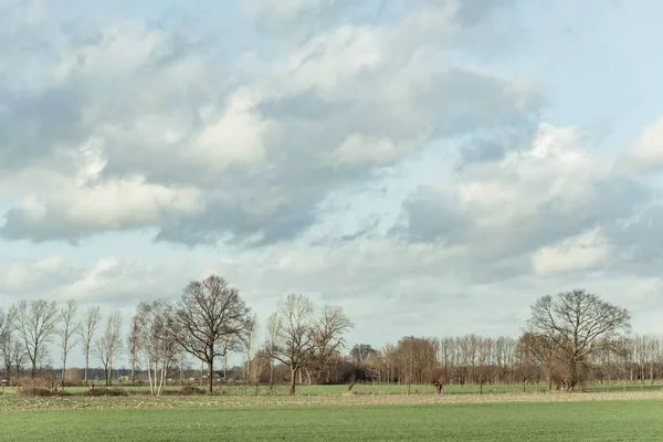 Árvores Nuas Campo Sob Céu Nublado — Fotografia de Stock