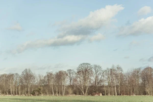 Bare Trees Sunny Countryside Blue Cloudy Sky — Stock Photo, Image