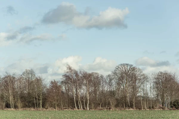 Bare Trees Sunny Countryside Blue Cloudy Sky — Stock Photo, Image