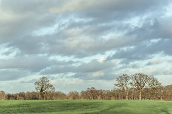 Zware Bomen Zonlicht Het Platteland Onder Blauwe Bewolkte Hemel — Stockfoto
