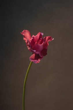 Gri duvarın önünde pembe lale.