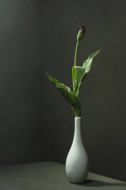 Boş gri odada, beyaz vazoda mor kapalı lale..