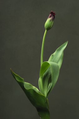 Gri bir duvarın önünde mor kapalı lale.