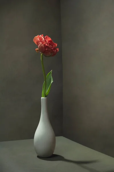 Red tulip in white vase in empty room.