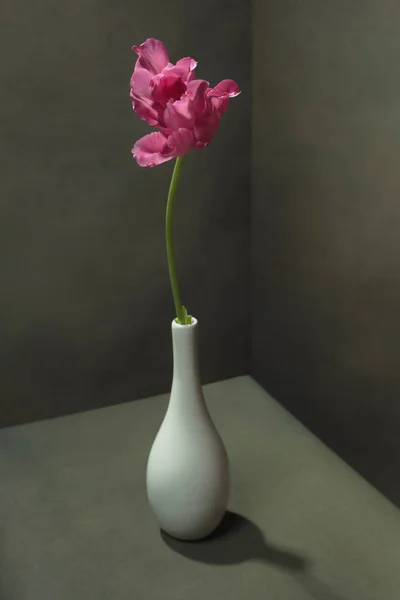 Tulipe Rose Dans Vase Blanc Dans Une Pièce Grisâtre Vide — Photo