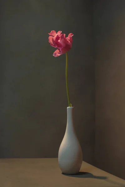 Pink tulip in white vase in empty grey room.