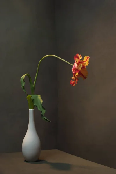 Tulipe Rouge Jaune Dans Vase Blanc Dans Une Pièce Grise — Photo