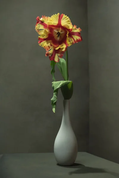 Tulipe Rouge Jaune Dans Vase Blanc Dans Une Pièce Grise — Photo