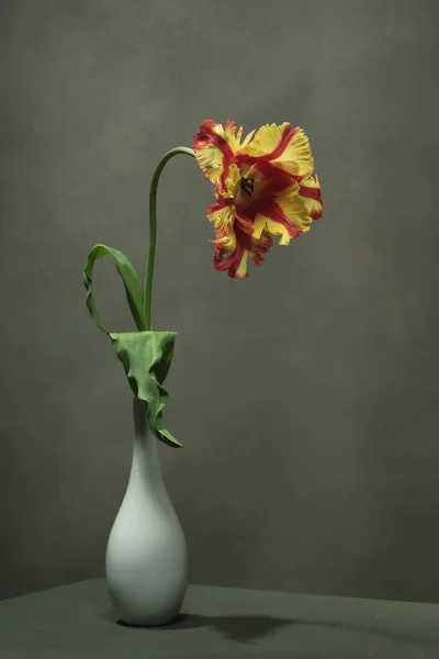 空灰色房间里白色花瓶里的黄色红郁金香 — 图库照片