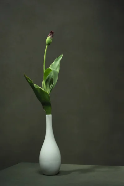 Lila Geschlossene Tulpe Weißer Vase Leeren Grauen Raum — Stockfoto