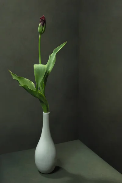Purple Closed Tulip White Vase Empty Grey Room — Stock Photo, Image