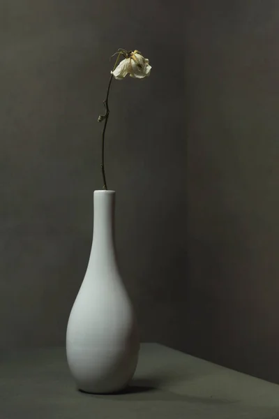 Rosa Branca Seca Vaso Branco Quarto Cinza Vazio — Fotografia de Stock