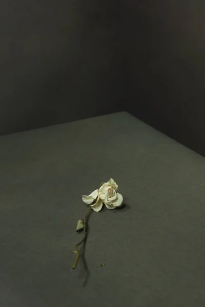 White dried rose fallen on floor in a grey empty room.