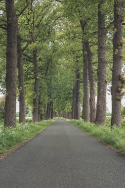 İlkbaharda ağaçlarla dolu bir yol..
