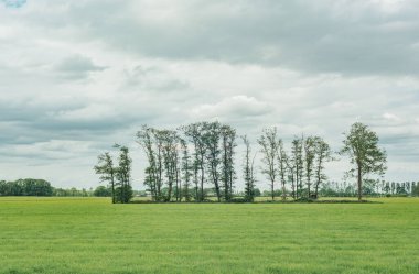Bulutlu gökyüzünün altındaki çayırlarda bir sıra ağaç..