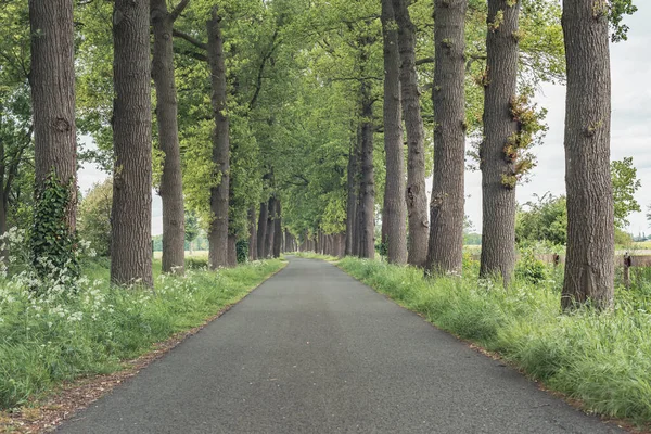 Road Trees Countryside Spring — Stock Photo, Image