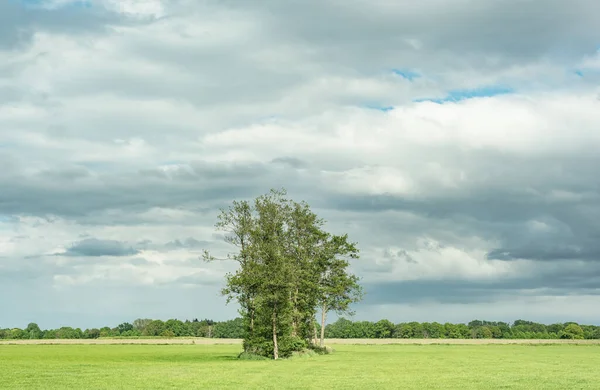 Träd Solig Äng Molnig Himmel — Stockfoto