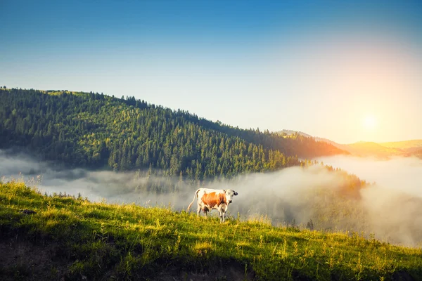 Majestic sunset in the mountains landscape. The cow is grazing in beautiful mountains, Carpathian mountains, Ukraine — Stock Photo, Image