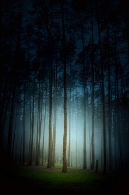 Mistik fantezi sisli vahşi orman