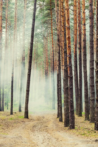 神秘的なファンタジーに霧野生の森 — ストック写真