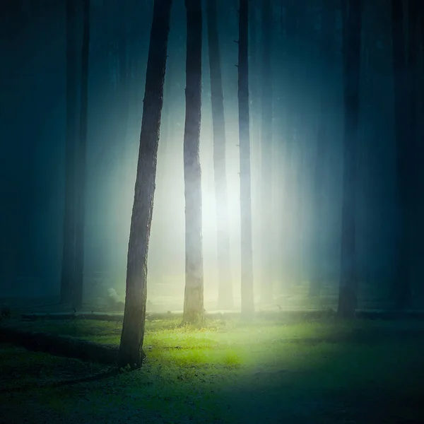 Mystic fantasy foggy wild forest — Stock Photo, Image