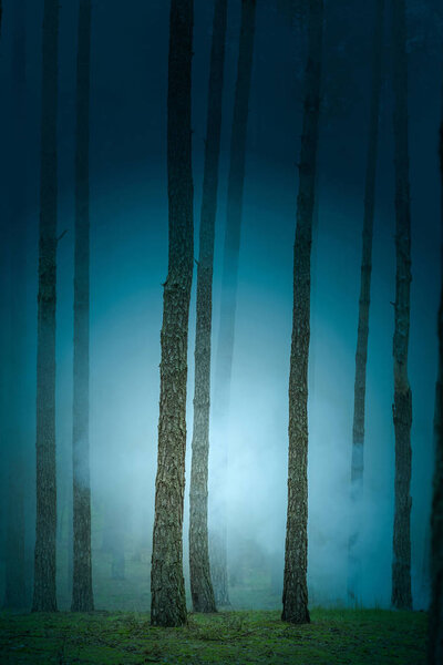 Mystic fantasy foggy wild forest