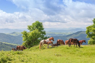 Atları güzel dağlar, Ukrayna otlatma