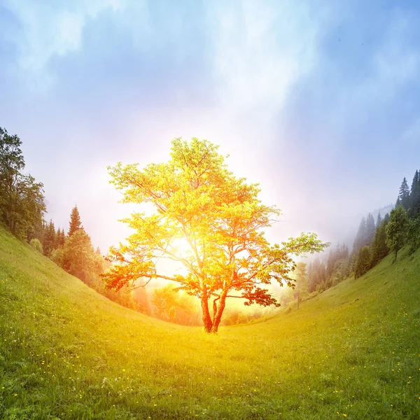 Single tree on hill and morning sky in mountain. — Stock Photo, Image