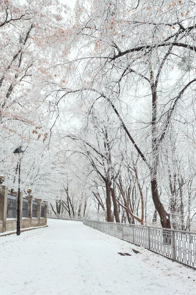 Parque de invierno por la mañana. Kiev, Ucrania . —  Fotos de Stock