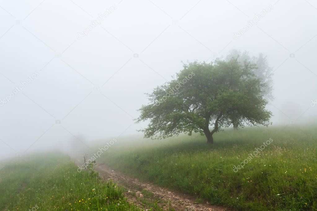 Lonely tree in the mist at the morning mountains landscape