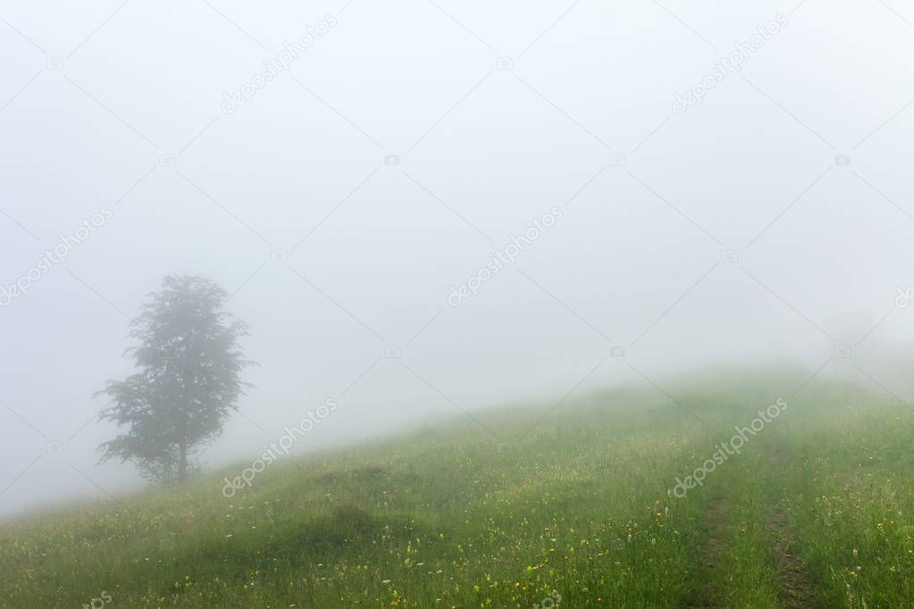 Lonely tree in the mist at the morning mountains landscape