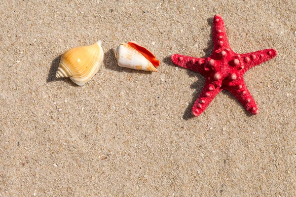 Sjöstjärnor och skal på en sandstrand — Stockfoto