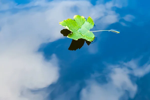 Fallen green leaf on the water in autumn — Stock Photo, Image